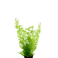 Ceratopteris Siliquosa In Pot (P5) (Ceratopteris siliquosa in pot (p5))