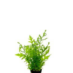 Ceratopteris Thalictroides In Pot (P5) (Ceratopteris thalictroides in pot (p5))