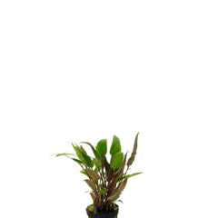 Cryptocoryne Walkerii In Pot (P5) (Cryptocoryne walkerii in pot (p5))