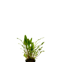 Cryptocoryne Willissii In Pot (P5) (Cryptocoryne willissii in pot (p5))