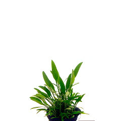 Cryptocoryne Lucens In Pot (P5) (Cryptocoryne lucens in pot (p5))