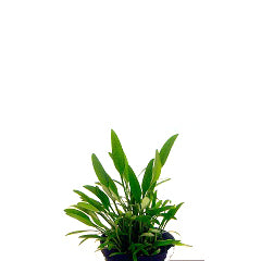 Cryptocoryne Lucens In Pot (P5) (Cryptocoryne lucens in pot (p5))