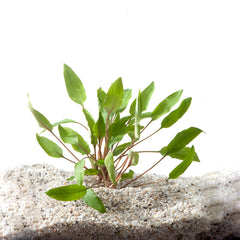 Cryptocoryne Undulates In Pot (P5) (Cryptocoryne undulates in pot (p5))