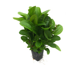 Echinodorus Harbich Groen In Pot (P5) (Echinodorus harbich groen in pot (p5))