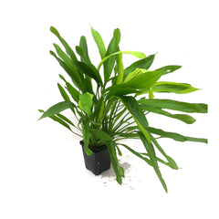 Echinodorus Horemanii Groen In Pot (P5) (Echinodorus horemanii groen in pot (p5))