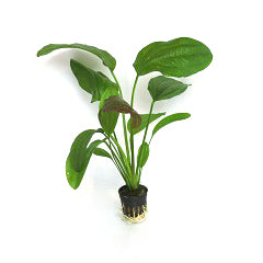 Echinodorus Impaii In Pot (P5) (Echinodorus impaii in pot (p5))