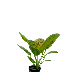 Echinodorus Ozelot Groen (Leopard) In Pot (P5) (Echinodorus ozelot groen (leopard) in pot (p5))