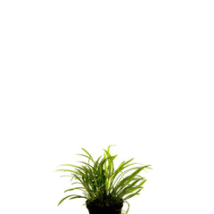 Echinodorus Tenellus In Pot (P5) (Echinodorus tenellus in pot (p5))