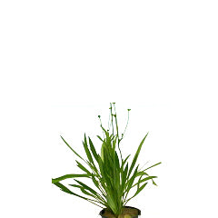 Echinodorus Xinguensis In Pot (P5) (Echinodorus xinguensis in pot (p5))