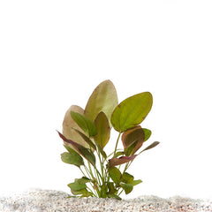 Echinodorus Regine Hilderbrandt In Pot (P5) (Echinodorus regine hilderbrandt in pot (p5))