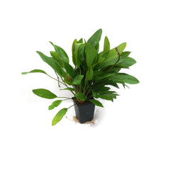 Echinodorus Reni In Pot (P5) (Echinodorus reni in pot (p5))
