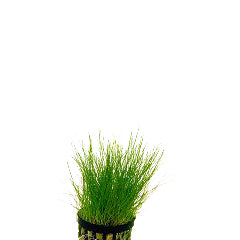 Eleocharis Acicularis In Pot (P5) (Eleocharis acicularis in pot (p5))
