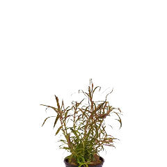 Eustralis Stellata In Pot (P5) (Eustralis stellata in pot (p5))