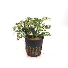 Fittonia Wit In Pot (P5) (Fittonia wit in pot (p5))