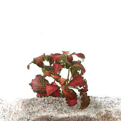 Fittonia Rood In Pot (P5) (Fittonia rood in pot (p5))