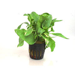 Gymnocoronis Variegatus In Pot (P5) (Gymnocoronis variegatus in pot (p5))