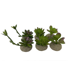 Terra Della Succulenten Gemengde Kleuren