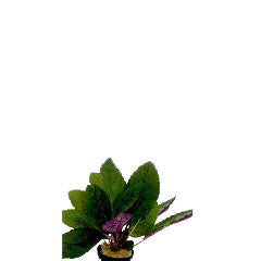 Hemiographis Colorata In Pot (P5) (Hemiographis colorata in pot (p5))