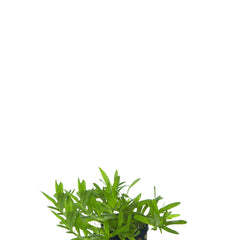 Heteranthera Zosterifolia In Pot (P5) (Heteranthera zosterifolia in pot (p5))