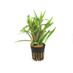 Hygrophila Angustifolia In Pot (P5) (Hygrophila angustifolia in pot (p5))