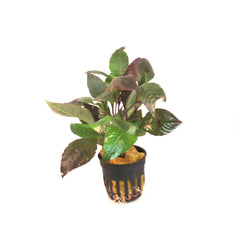 Hygrophila Corymbosa In Pot (P5) (Hygrophila corymbosa in pot (p5))