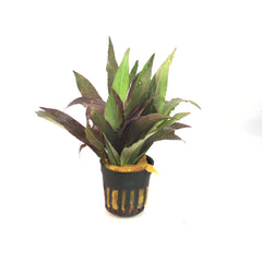 Hygrophila Angustifolia Rubra In Pot (P5) (Hygrophila angustifolia rubra in pot (p5))