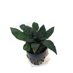 Hygrophila Compacta Mini In Pot (P5) (Hygrophila compacta mini in pot (p5))