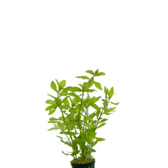 Hygrophila Rosanervig In Pot (P5) (Hygrophila rosanervig in pot (p5))