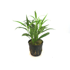 Hygrophila Salicifolia In Pot (P5) (Hygrophila salicifolia in pot (p5))