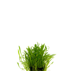 Lilaeopsis Novaezelandiae In Pot (P5) (Lilaeopsis novaezelandiae in pot (p5))