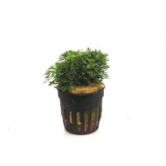 Limnophila Sessiliflora In Pot (P5) (Limnophila sessiliflora in pot (p5))