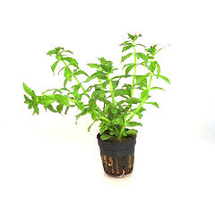 Limnophila Aromatica Groen In Pot (P5) (Limnophila aromatica groen in pot (p5))