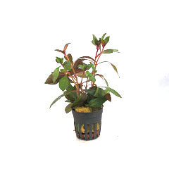 Ludwigia Repens Diamond Red In Pot (P5) (Ludwigia repens diamond red in pot (p5))