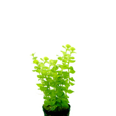 Lysimachia Aurea In Pot (P5) (Lysimachia aurea in pot (p5))