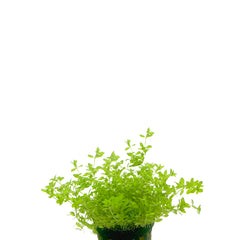 Micranthemum In Pot (P5) (Micranthemum in pot (p5))