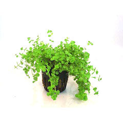Micranthemum Umbrosum In Pot (P5) (Micranthemum umbrosum in pot (p5))