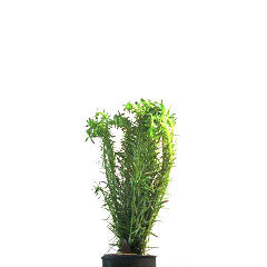 Mayaca Fluviatilis In Pot (P5) (Mayaca fluviatilis in pot (p5))