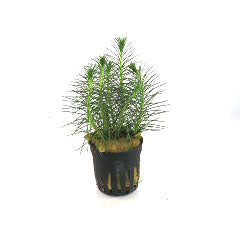 Myriophyllum Propinqium In Pot (P5) (Myriophyllum propinqium in pot (p5))