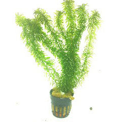 Najas In Pot (P5) (Najas in pot (p5))