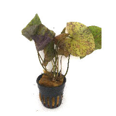 Nymphea Lotus Rood In Pot (P5) (Nymphea lotus rood in pot (p5))