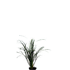 Ophiopogon Jaburan In Pot (P5) (Ophiopogon jaburan in pot (p5))