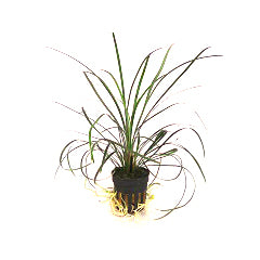 Ophiopogon Japonica In Pot (P5) (Ophiopogon japonica in pot (p5))