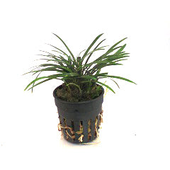 Ophiopogon Japonica Pussilus In Pot (P5) (Ophiopogon japonica pussilus in pot (p5))