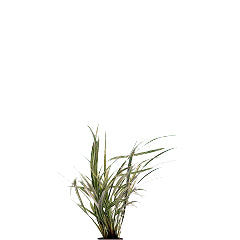 Ophiopogon Variegatus In Pot (P5) (Ophiopogon variegatus in pot (p5))
