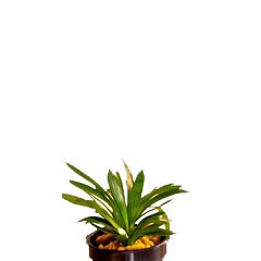 Sagittaria Subulata In Pot (P5) (Sagittaria subulata in pot (p5))