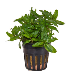 Stauroqyne Rubescens In Pot (P5) (Stauroqyne rubescens in pot (p5))