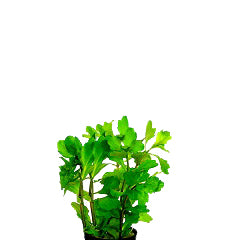 Trichocoronis Rivularis In Pot (P5) (Trichocoronis rivularis in pot (p5))