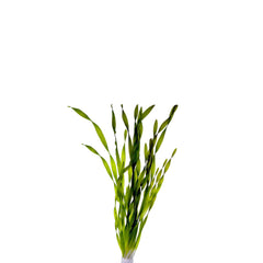 Vallisneria Asiatica In Pot (P5) (Vallisneria asiatica in pot (p5))