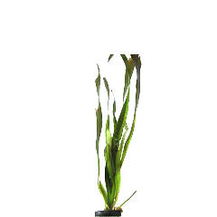 Vallisneria Giganthea In Pot (P5) (Vallisneria giganthea in pot (p5))