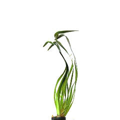 Vallisneria Giganthea Rubra In Pot (P5) (Vallisneria giganthea rubra in pot (p5))